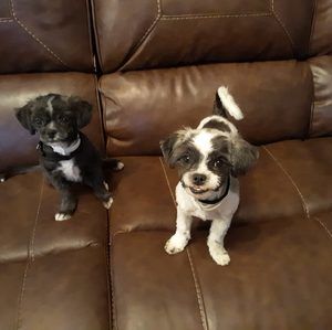 Meet your Posher, Karen